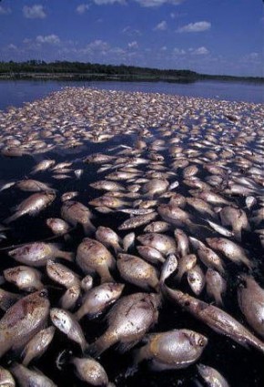 BP Gulf Oil Spill Fish Kill