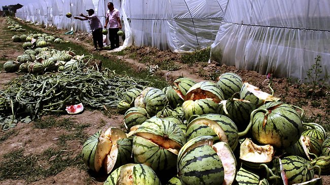 155772-china-exploding-watermelons